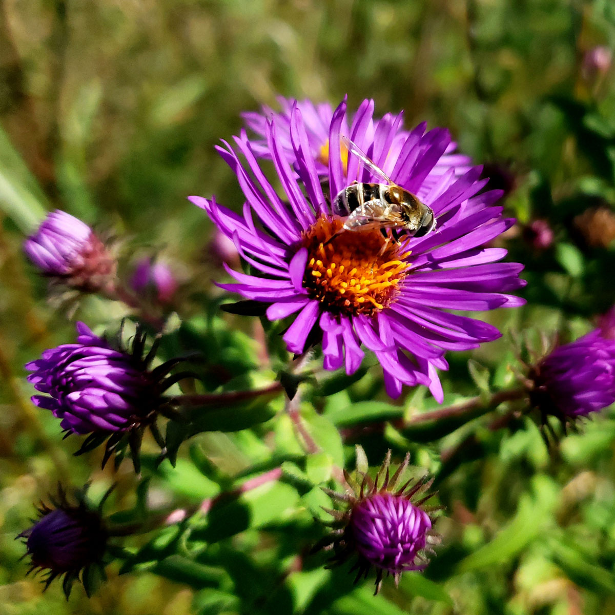 bumblebee wildflowers aster