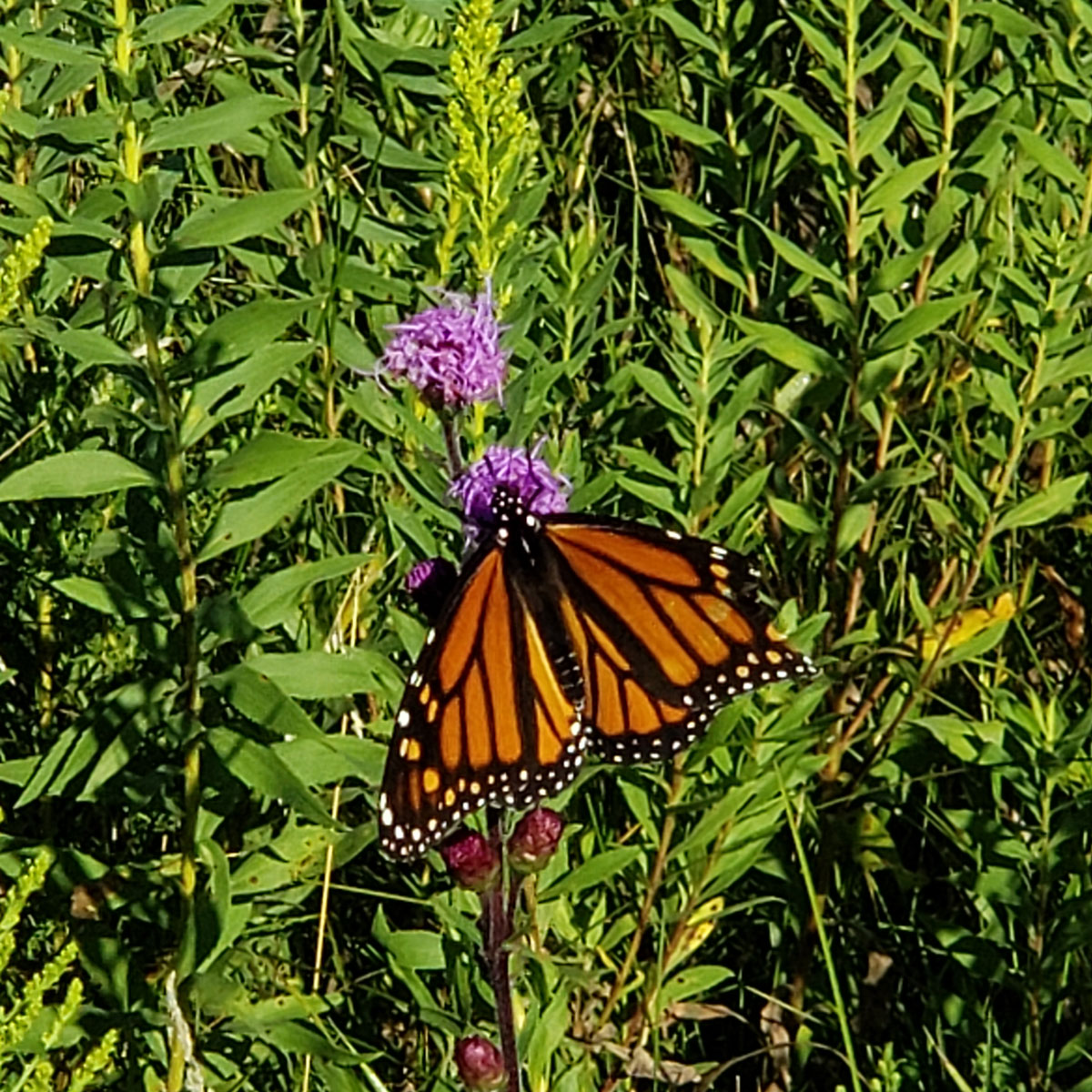 monarch butterfly blazing star