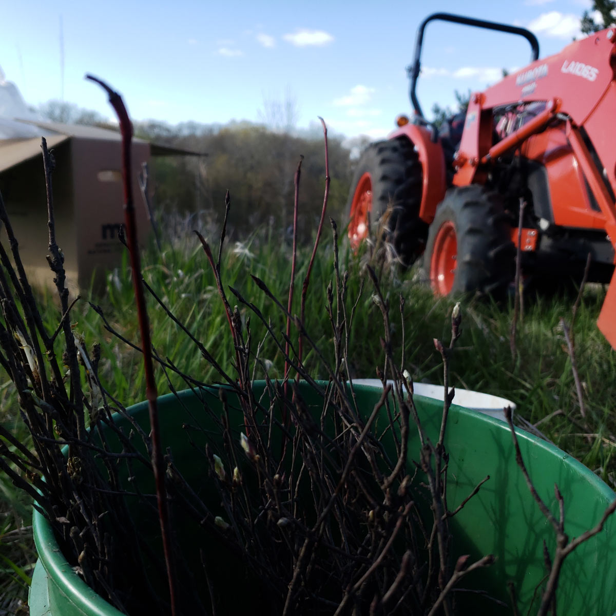 tree planting