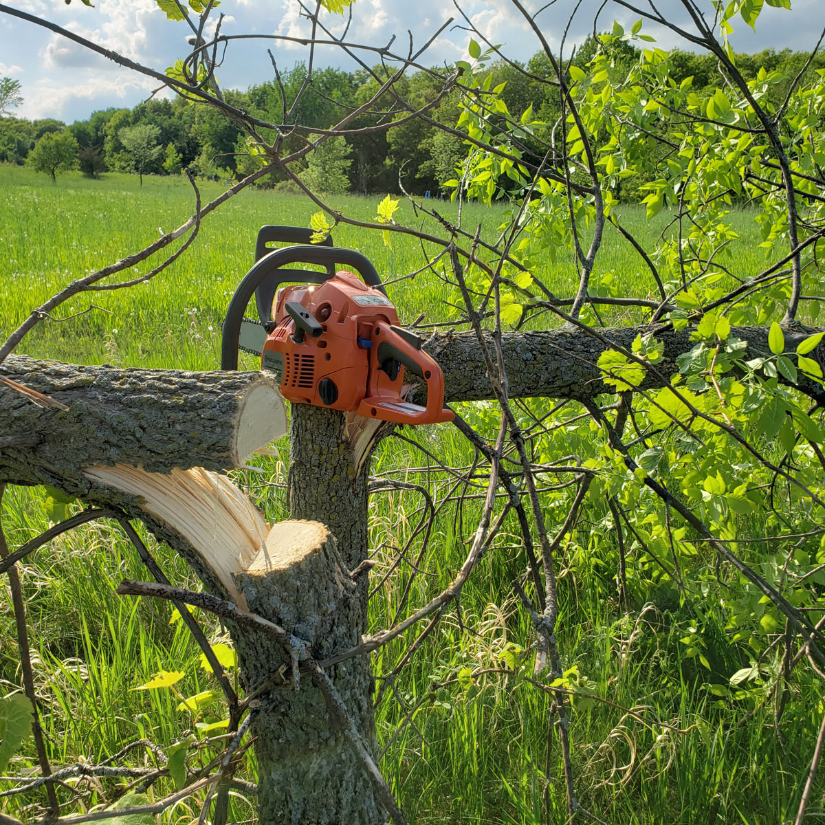 timber stand improvement hinge cutting