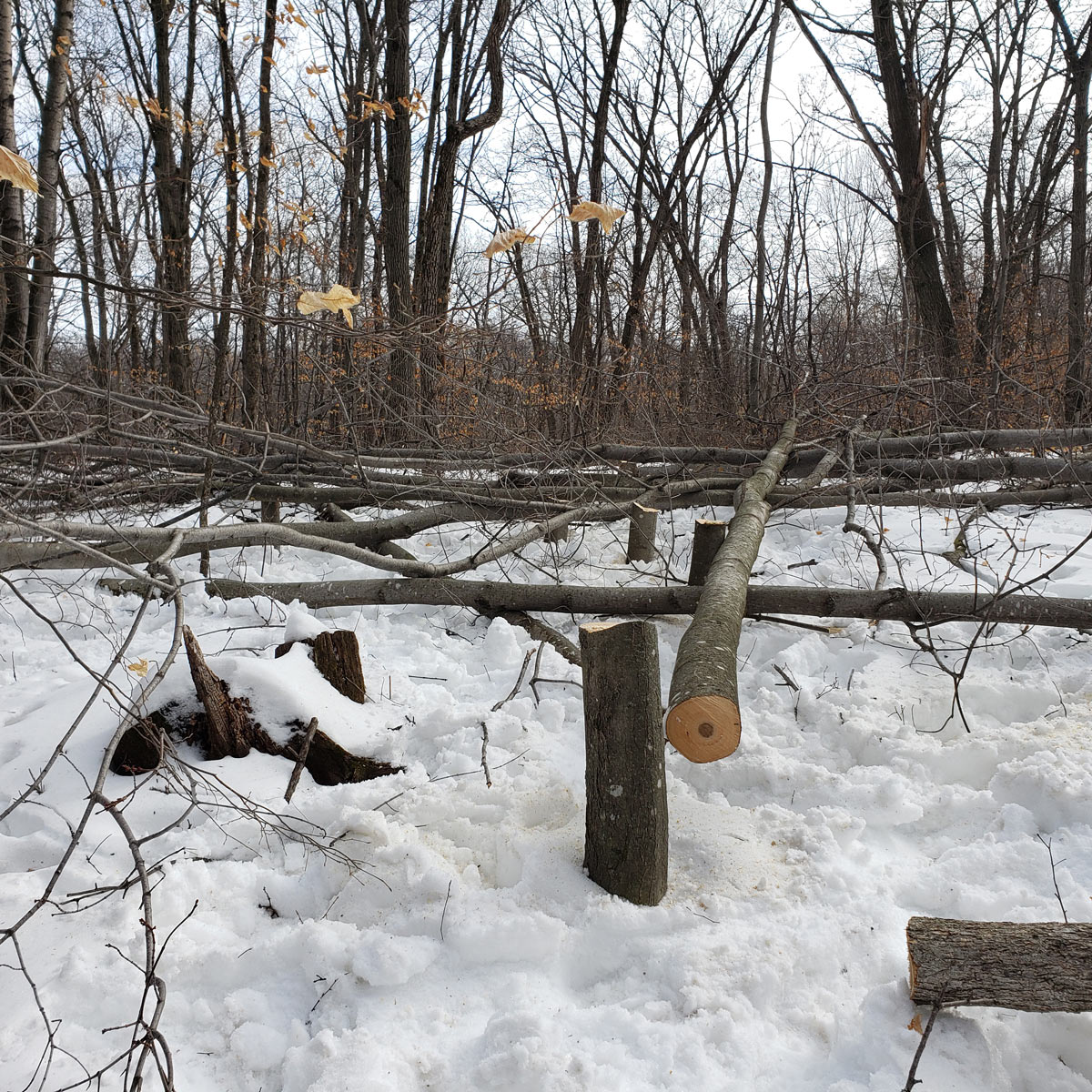 timber stand improvement