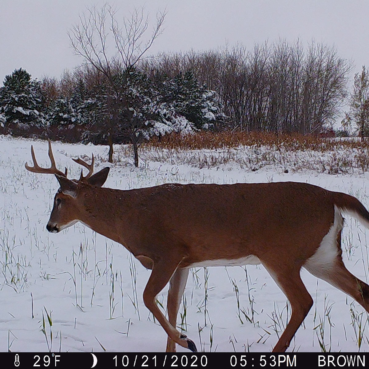 whitetail buck deer hunting trail camera