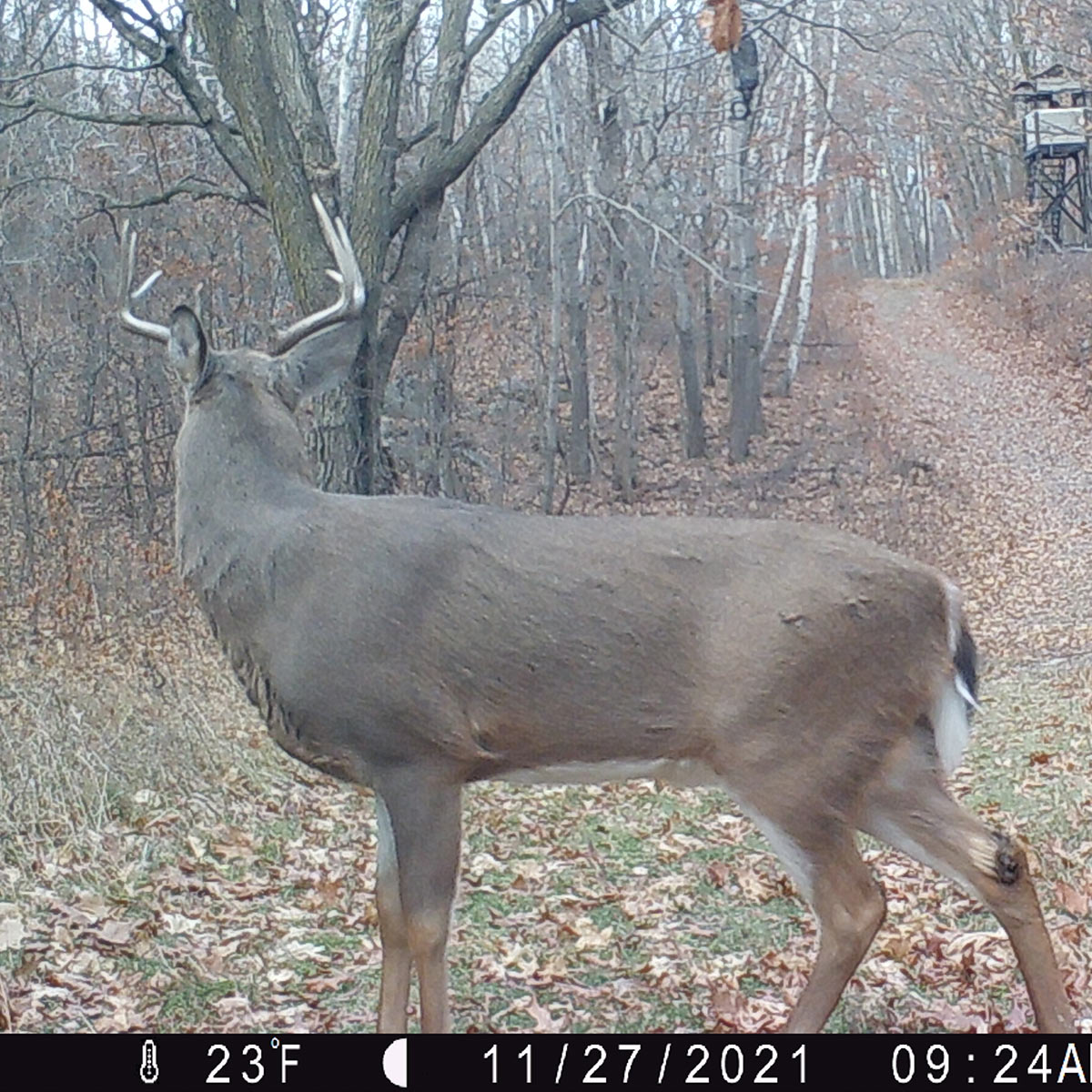 whitetail buck deer hunting trail cam