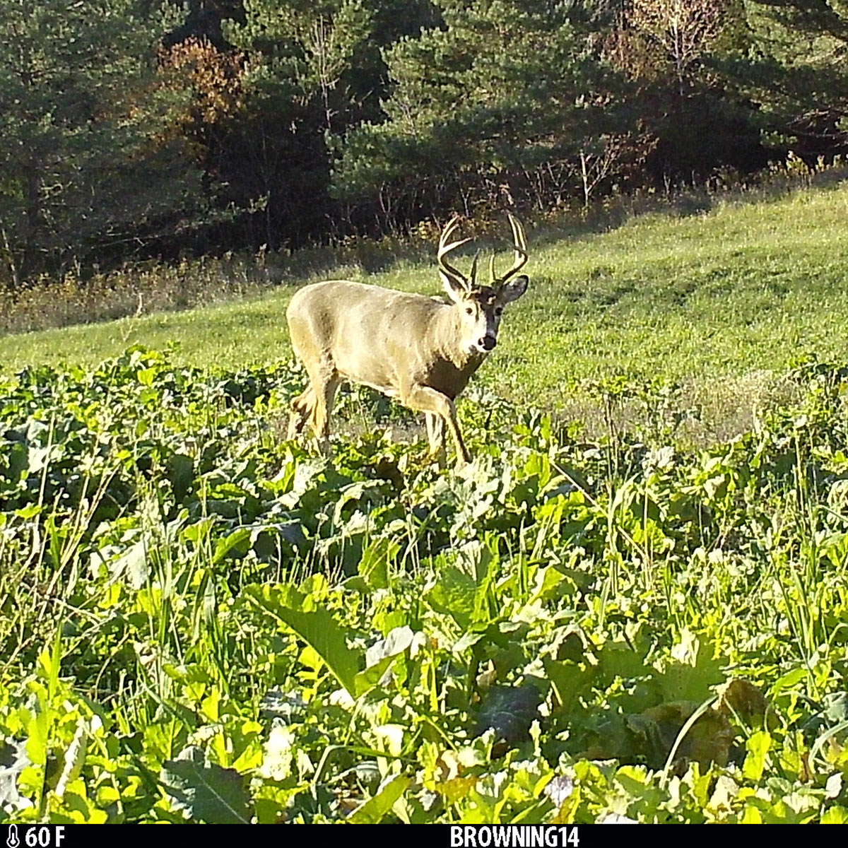 whitetail buck deer hunting food plot