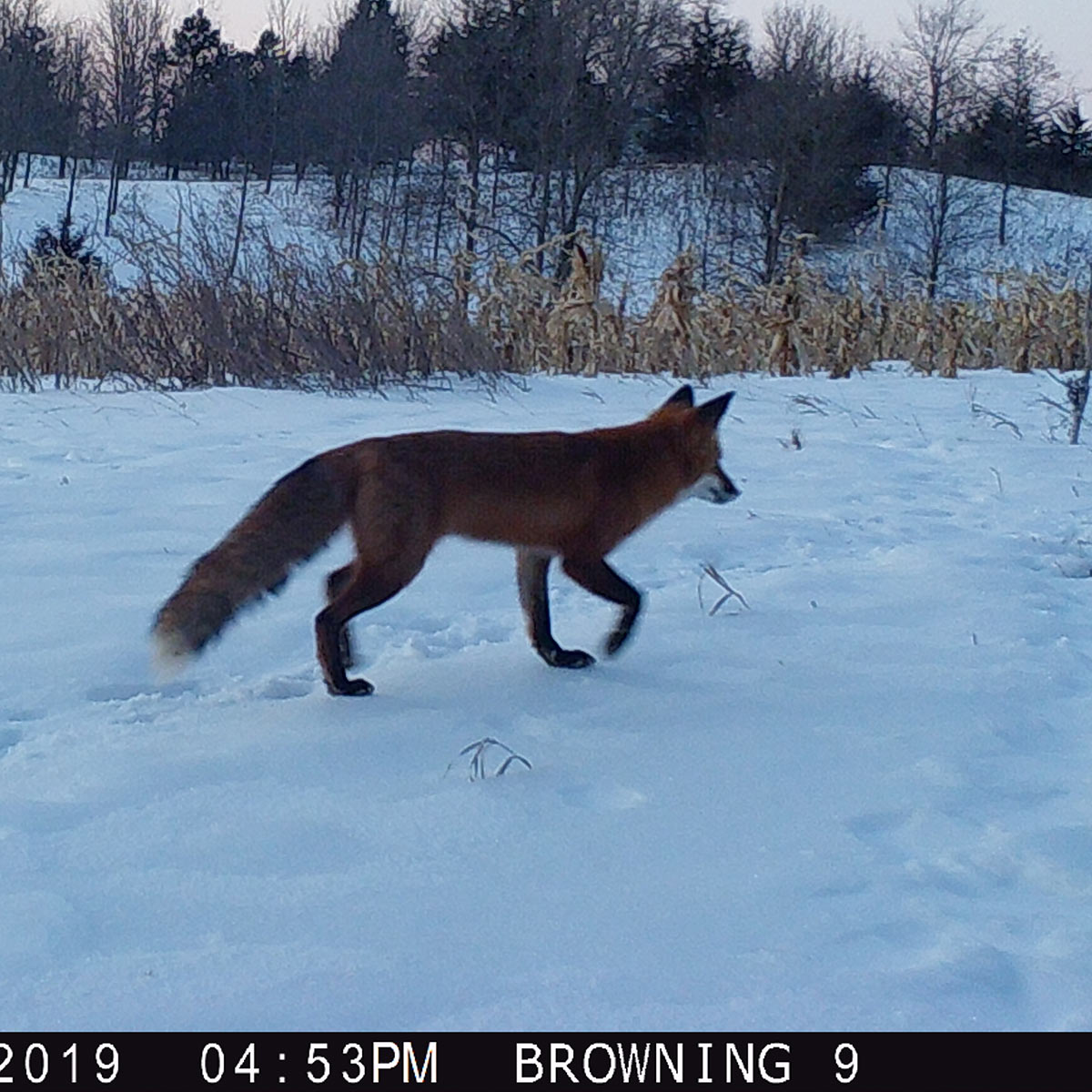 red fox wildlife photography