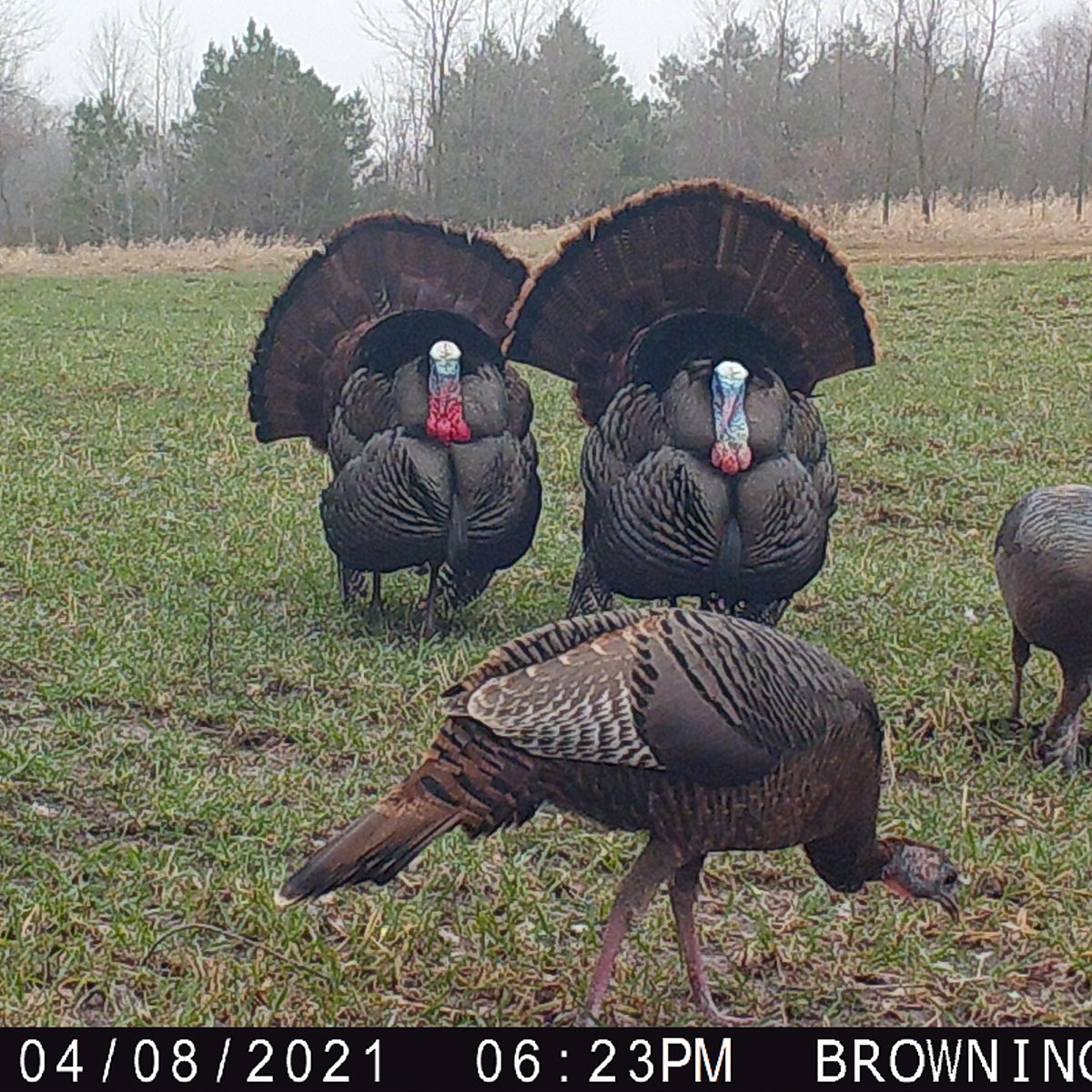 wild turkey gobbler strutting hunting