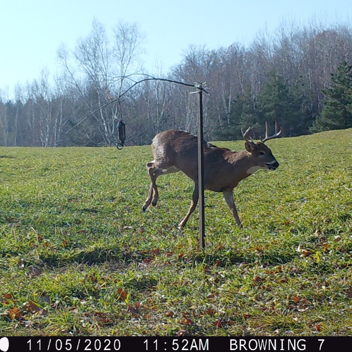 whitetail buck deer hunting scrape