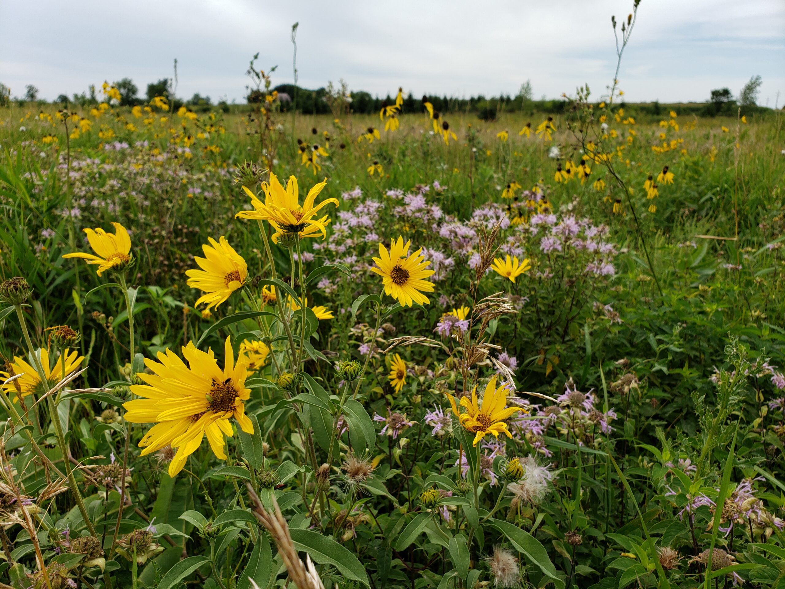 wildflowers sunflowers pollinator habitat