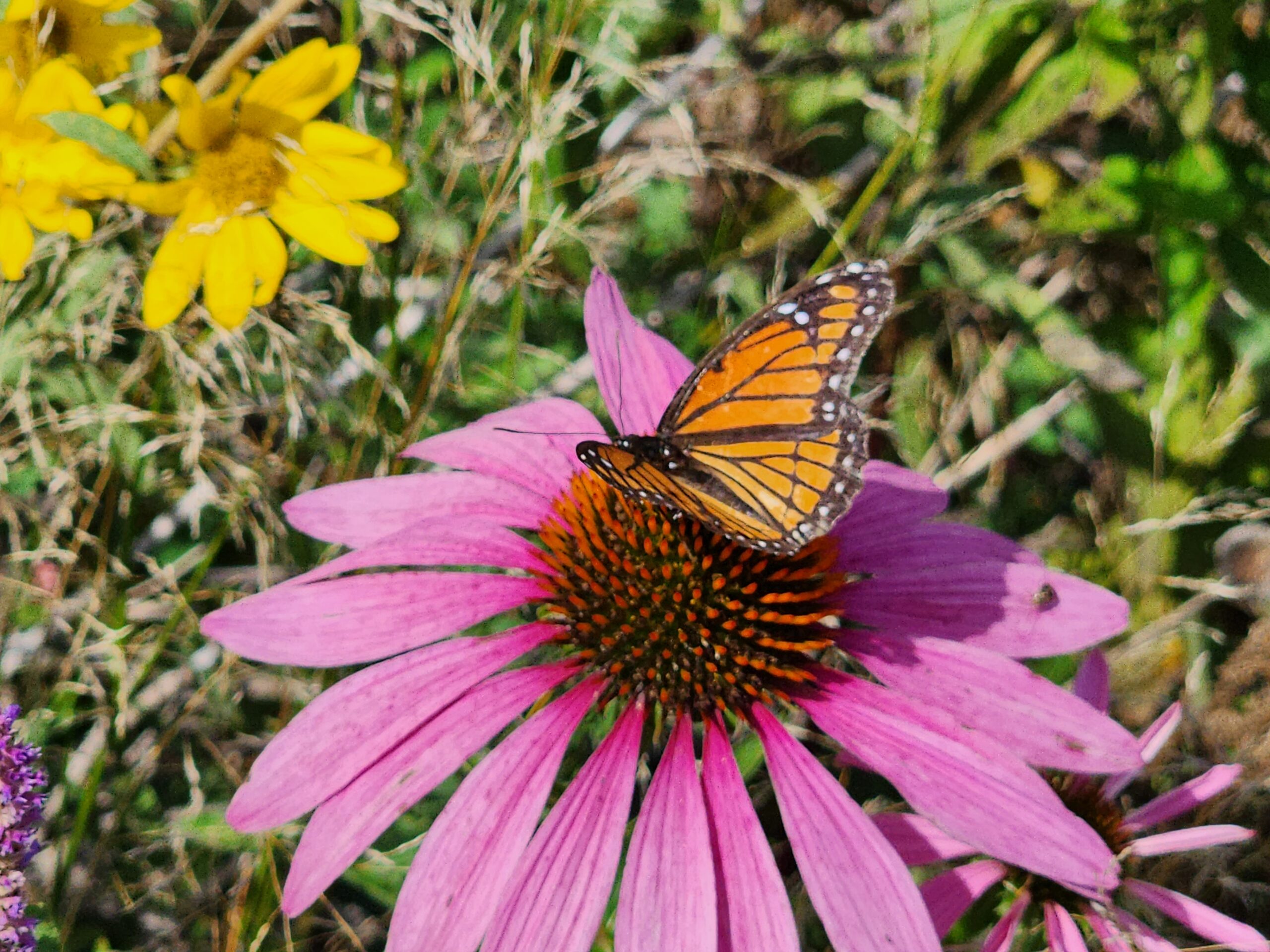 pollinator habitat