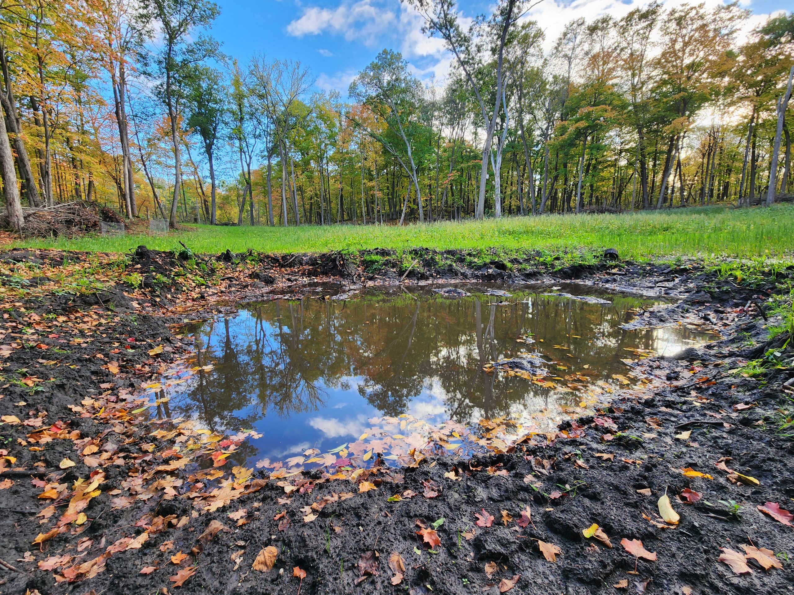 wildlife pond