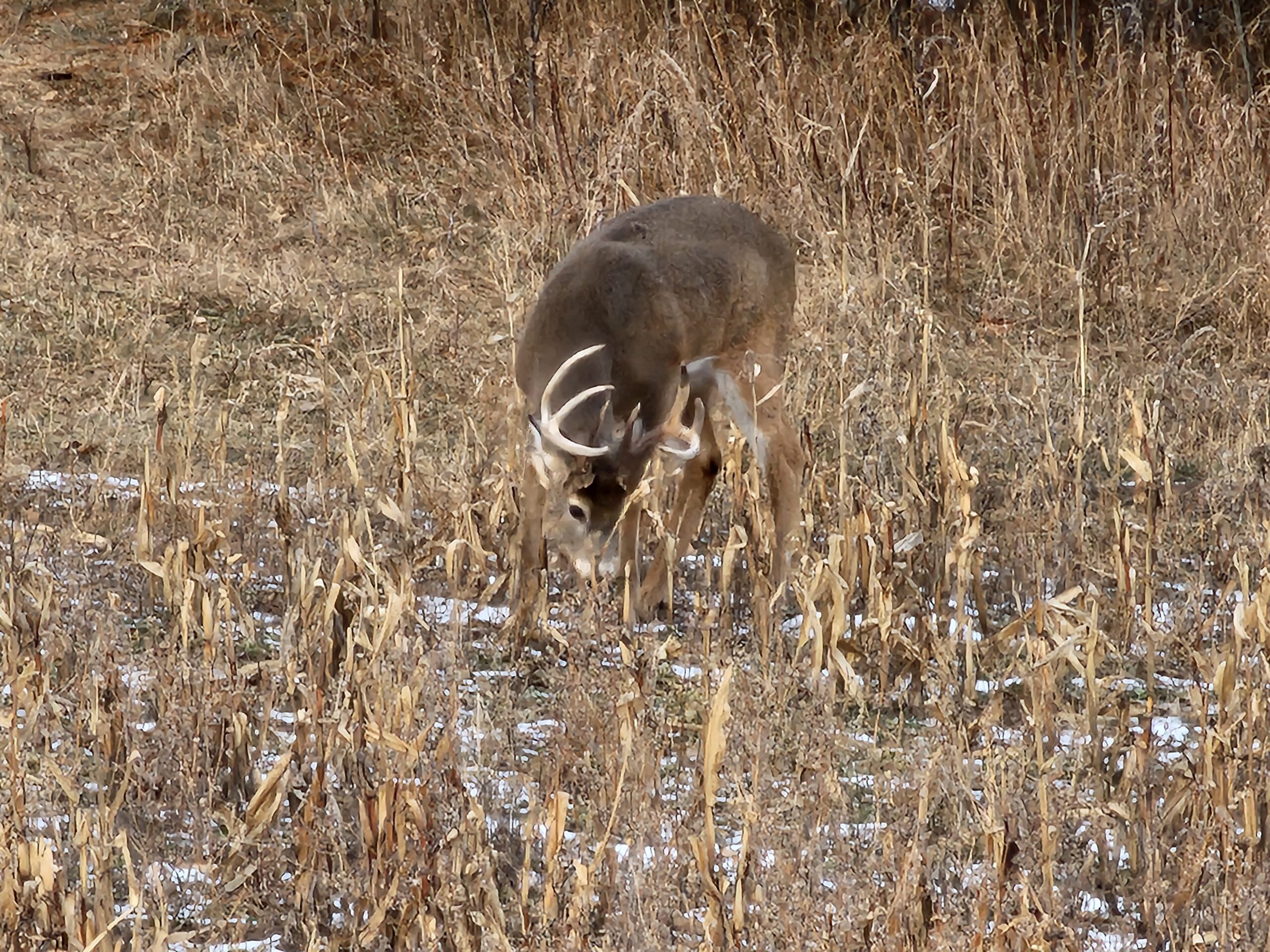 whitetail buck corn deer hunting food plot