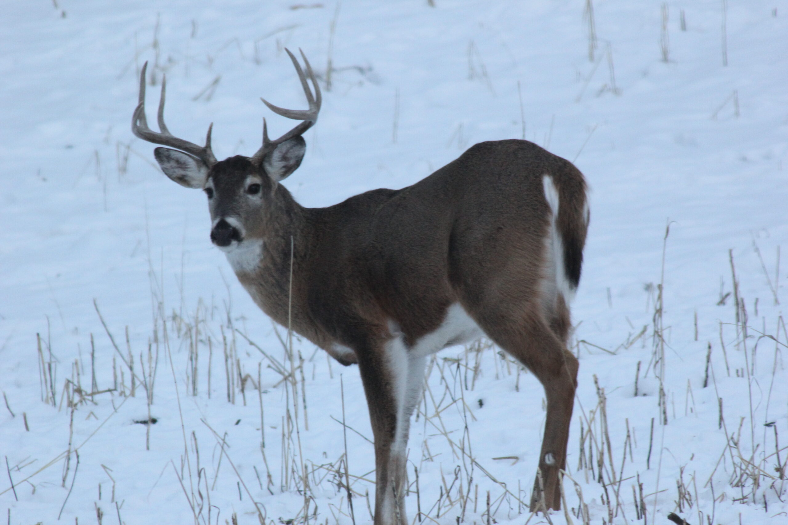 deer hunting food plot habitat