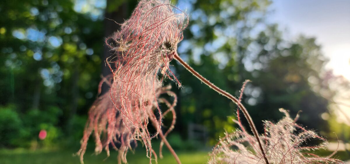 Prairie Smoke