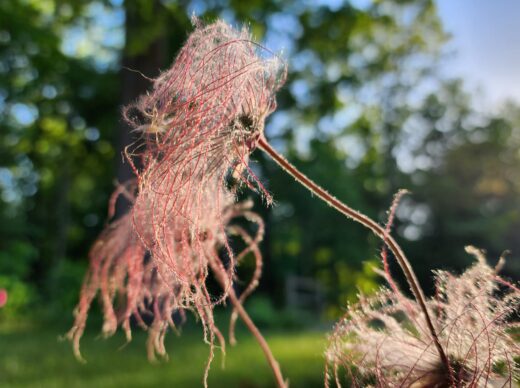 Prairie Smoke