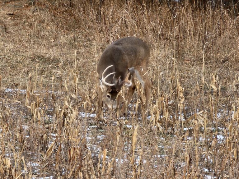 whitetail deer corn cereal rye deer hunting